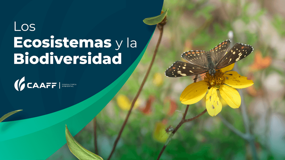 ENFOQUES TEORICOS Y PRACTICOS DEL APRENDIZAJE VIRTUAL- LMS